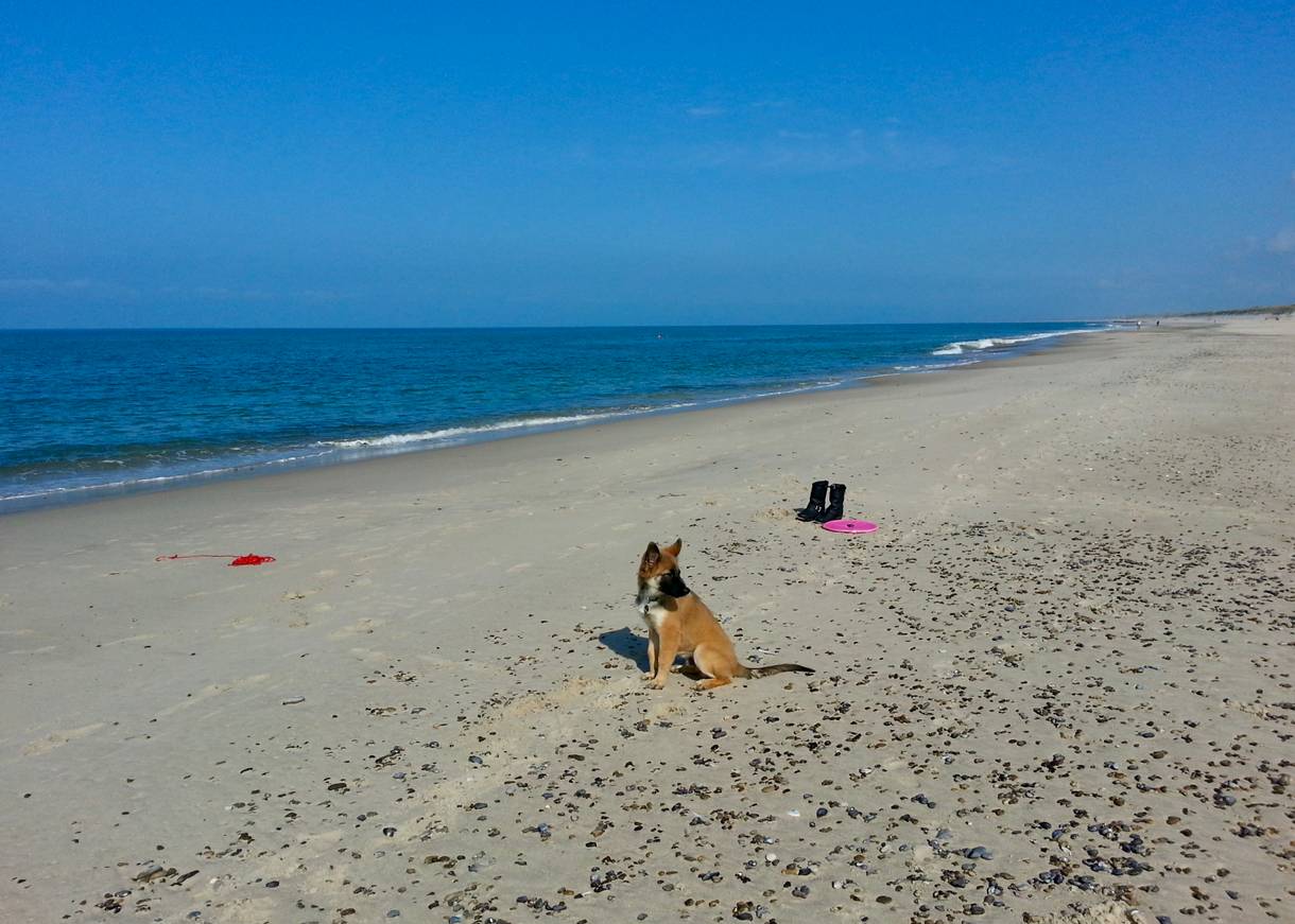 Ein Hund sitzt am Meer auf einem breiten, menschenleeren Strand in Westjütland