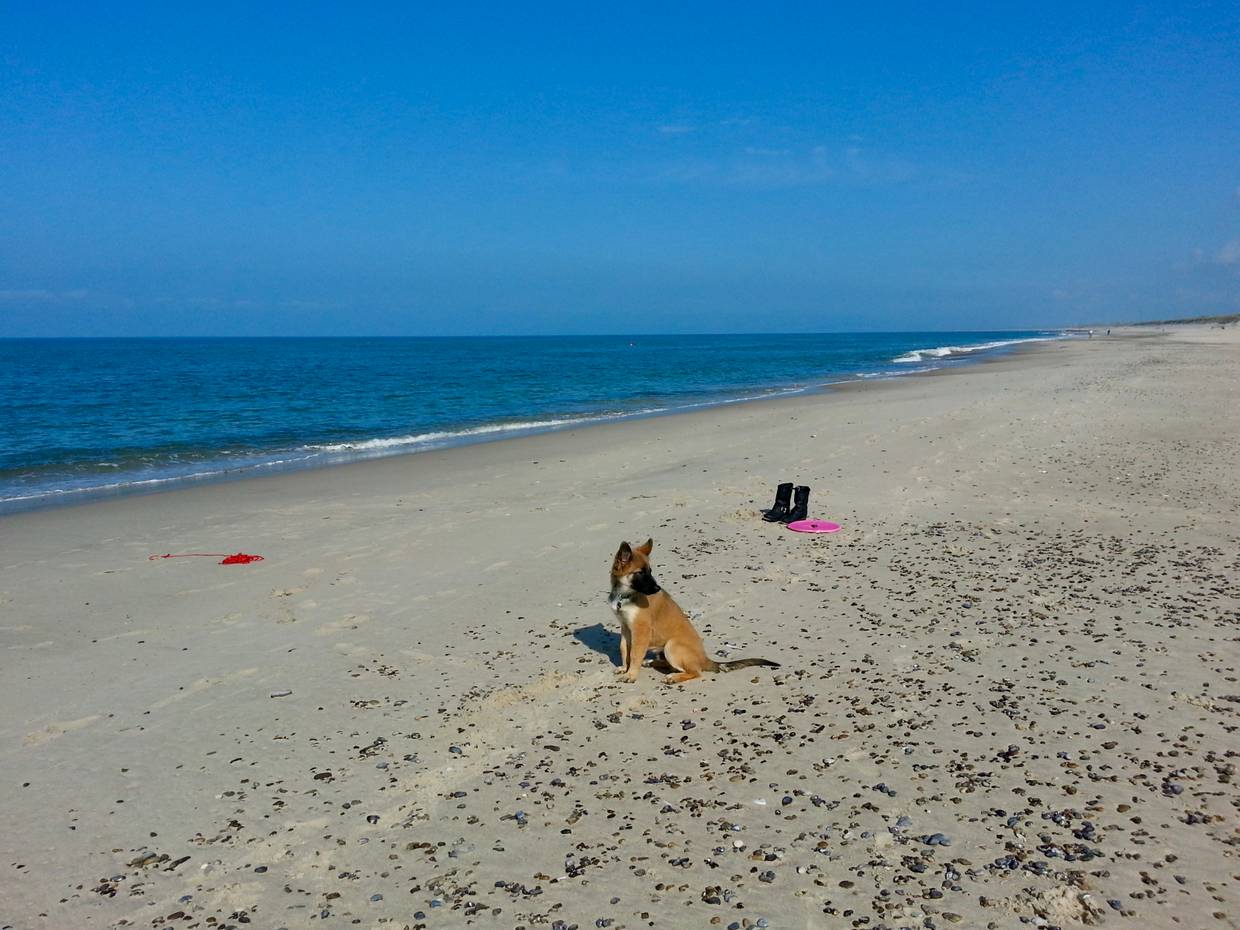 Ein Hund sitzt am Meer auf einem breiten, menschenleeren Strand in Westjütland