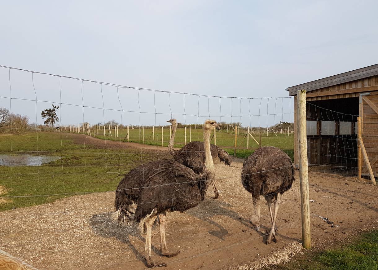 Zwei Strauße an einem Zaun
