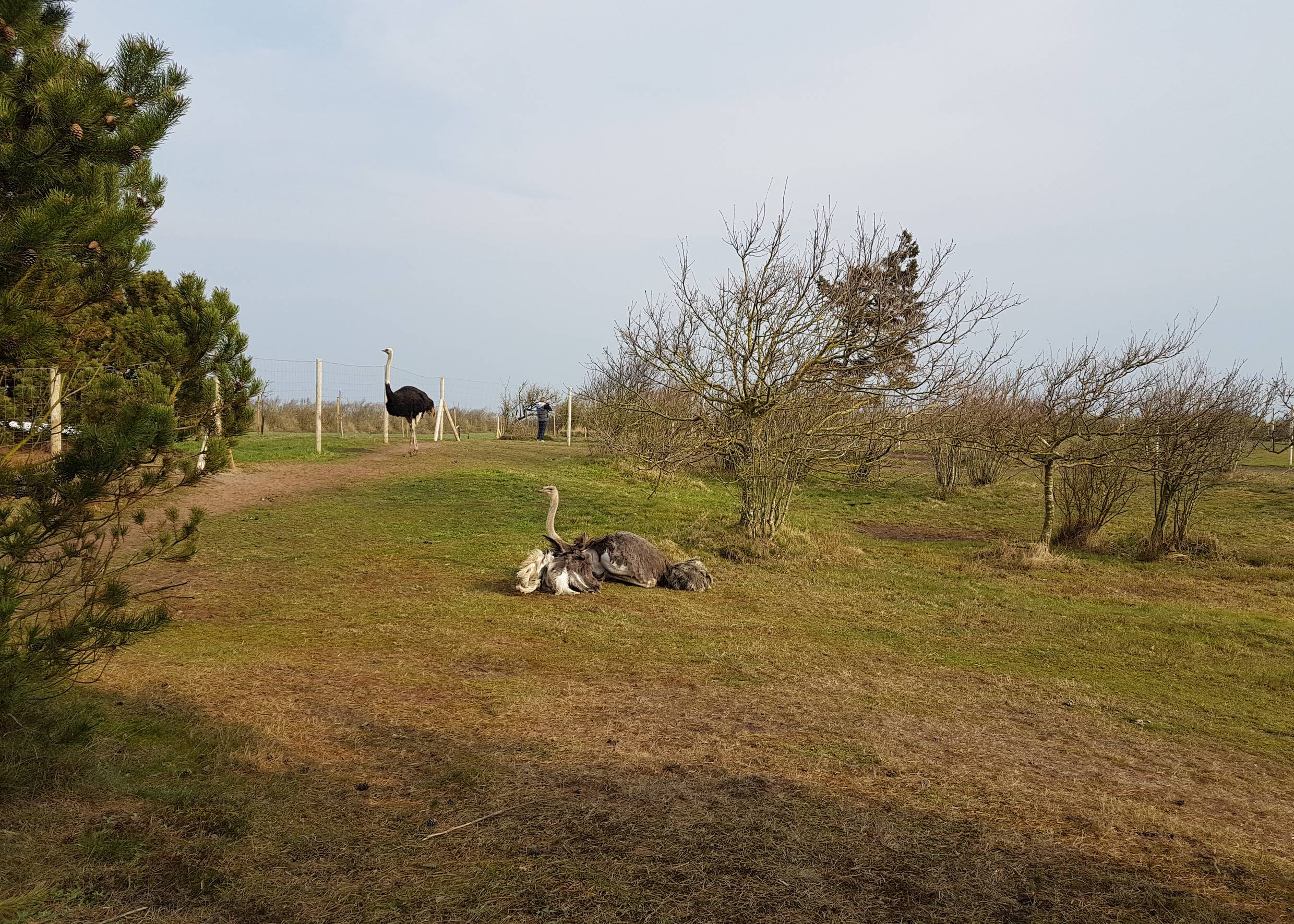 Verschiedene Straußarten auf einer hügeligen Wiese