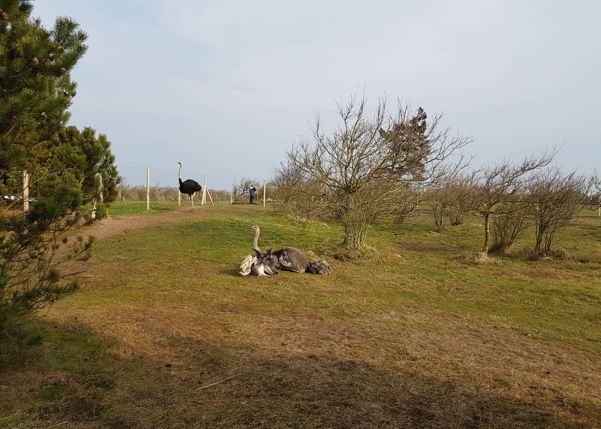 Verschiedene Straußarten auf einer hügeligen Wiese