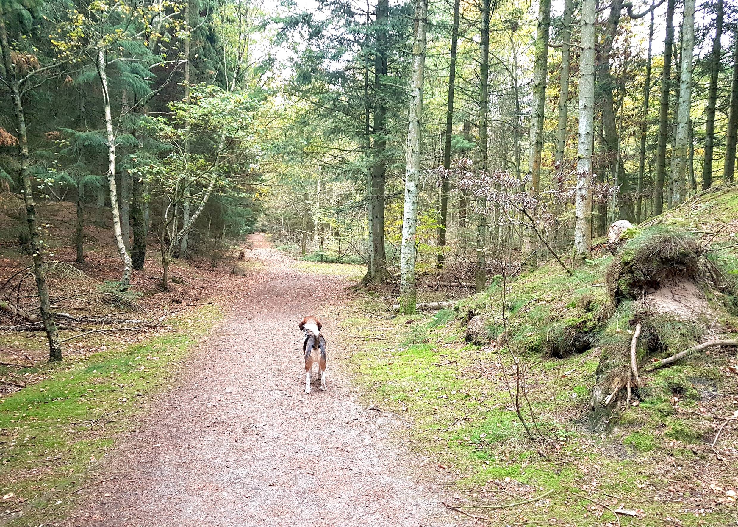 Waldweg mit einem Hund ohne Leine