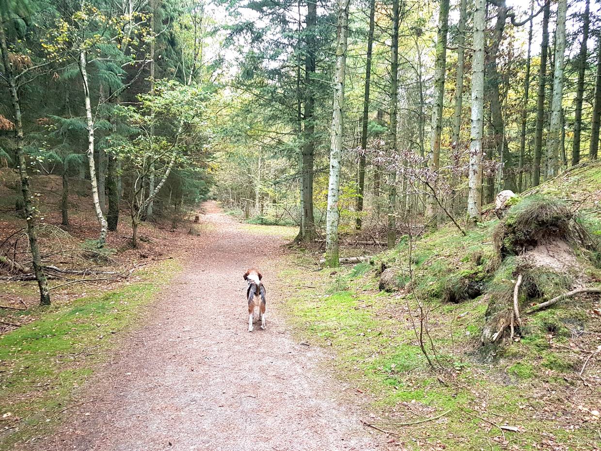 Waldweg mit einem Hund ohne Leine