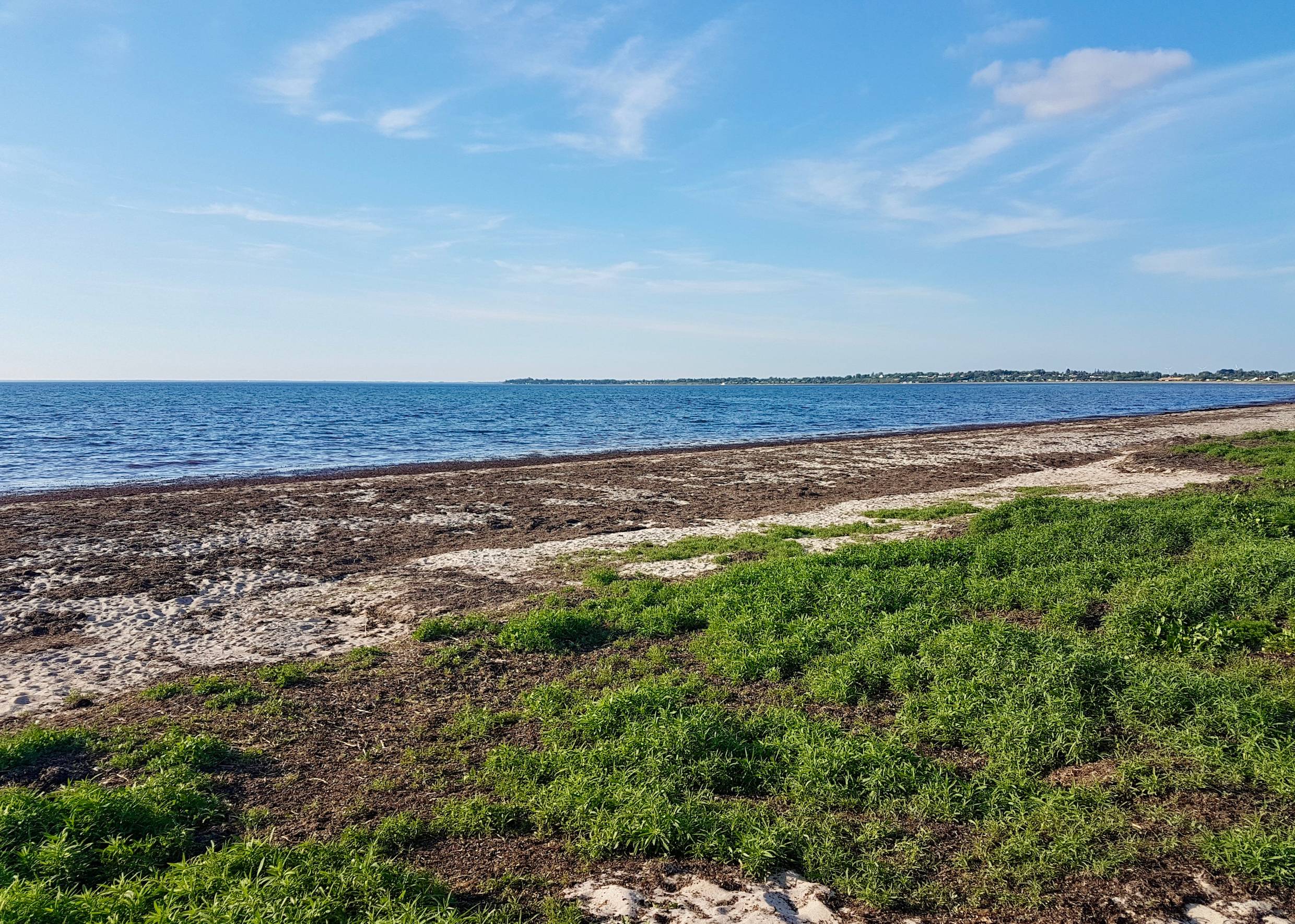 Schmaler Strand vor einer Wiese, der mit viel Seegras bedeckt ist