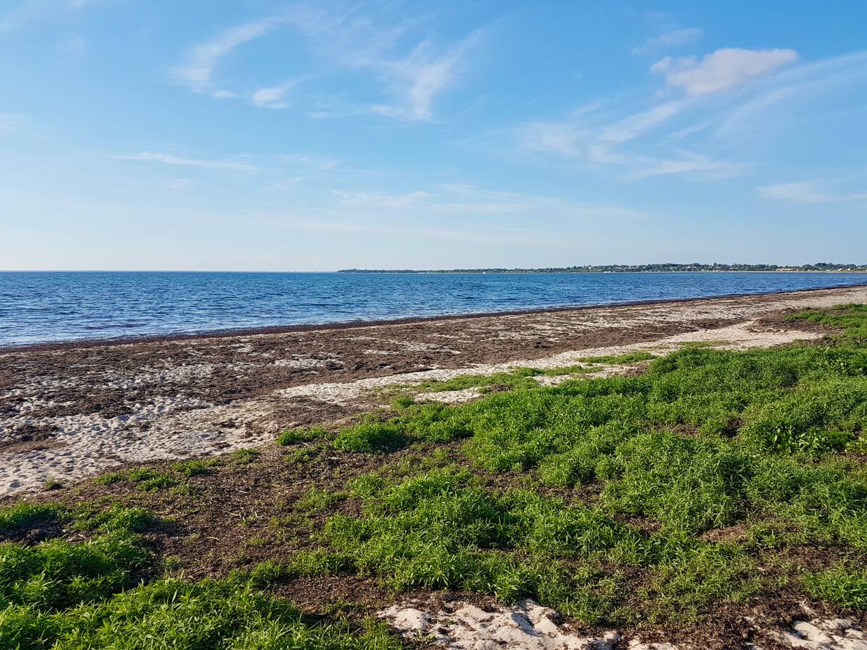 Schmaler Strand vor einer Wiese, der mit viel Seegras bedeckt ist