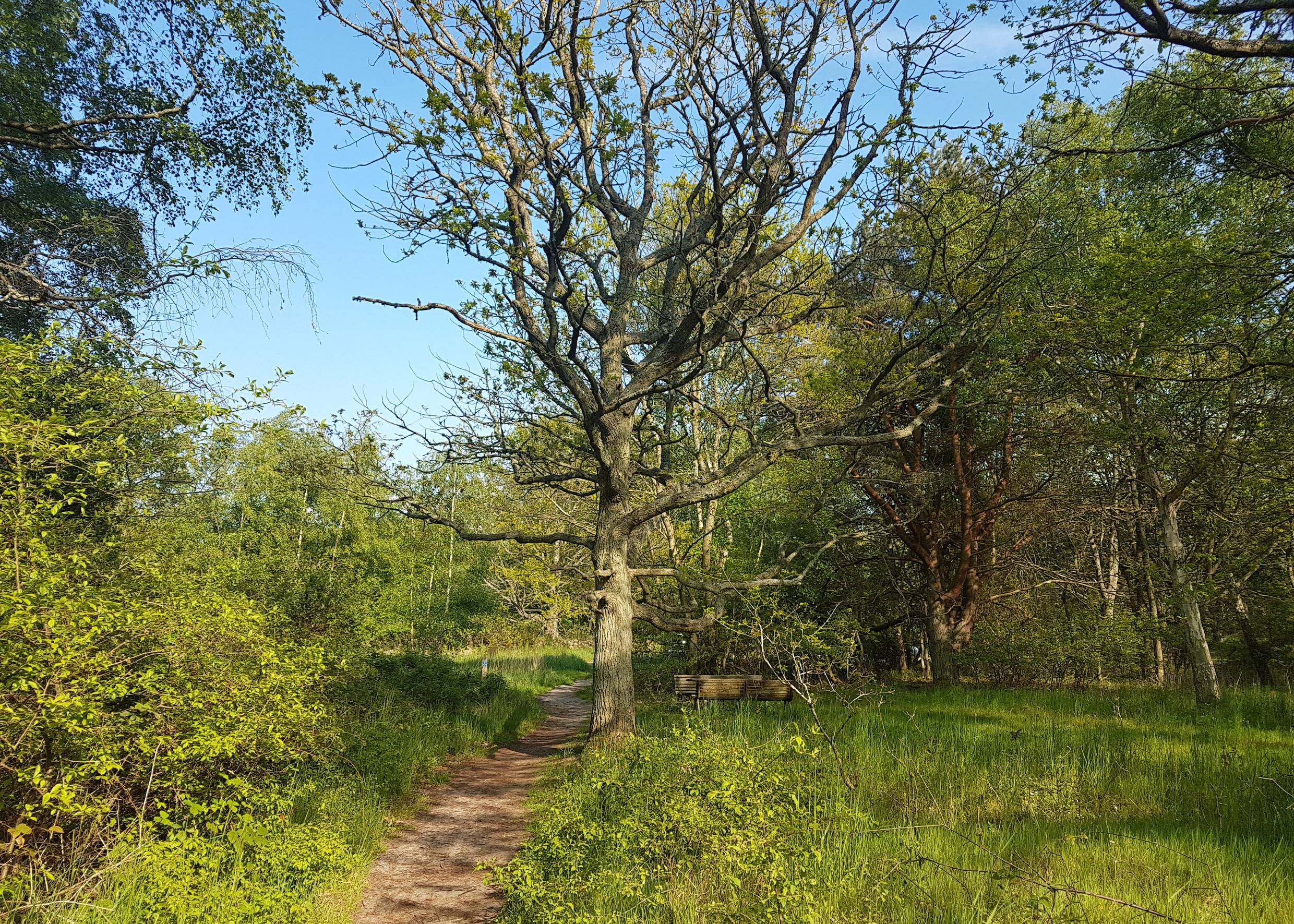 Wanderweg in einem lichten Laubwald