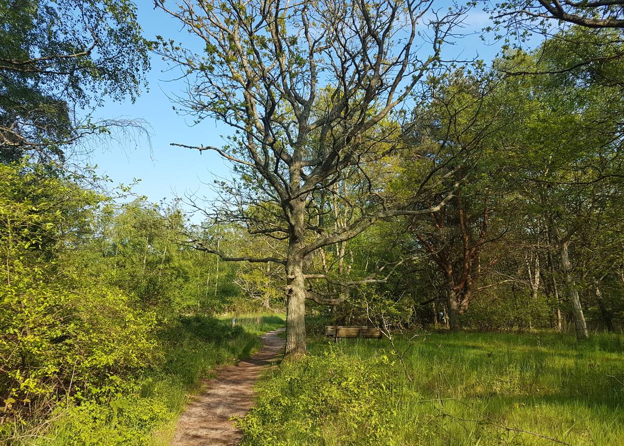 Wanderweg in einem lichten Laubwald