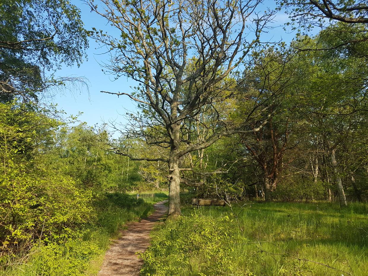 Wanderweg in einem lichten Laubwald