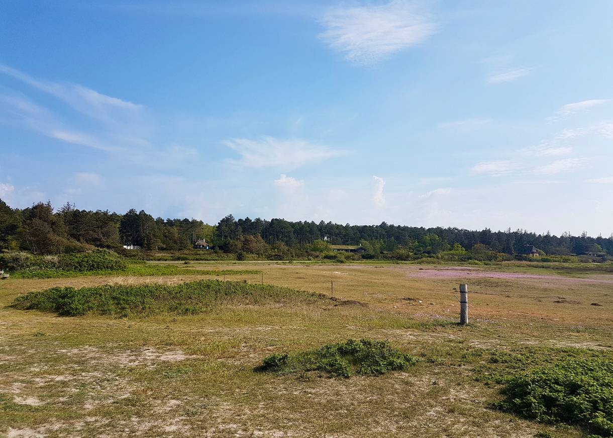 Heidefläche, dahinter Ferienhäuser im Wald