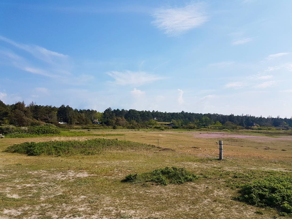 Heidefläche, dahinter Ferienhäuser im Wald