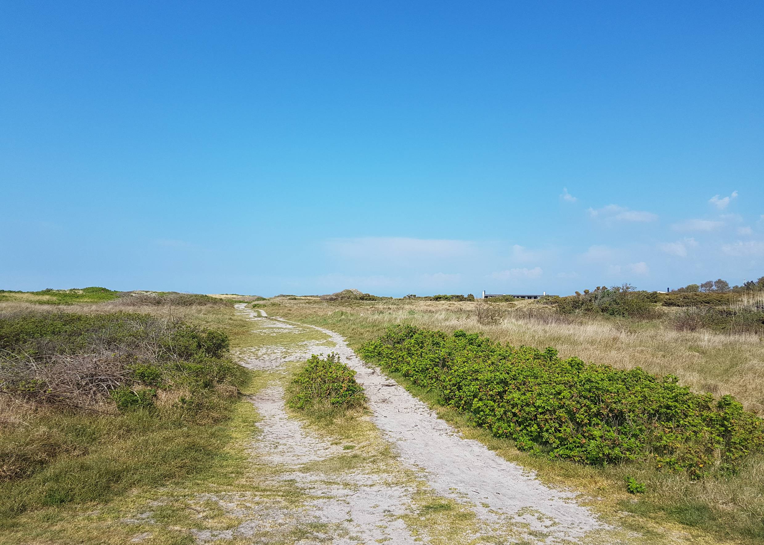 Sandweg zwischen Heide und Heckenrosen