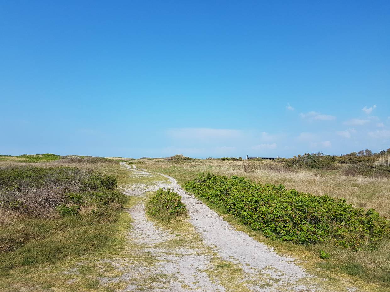 Sandweg zwischen Heide und Heckenrosen