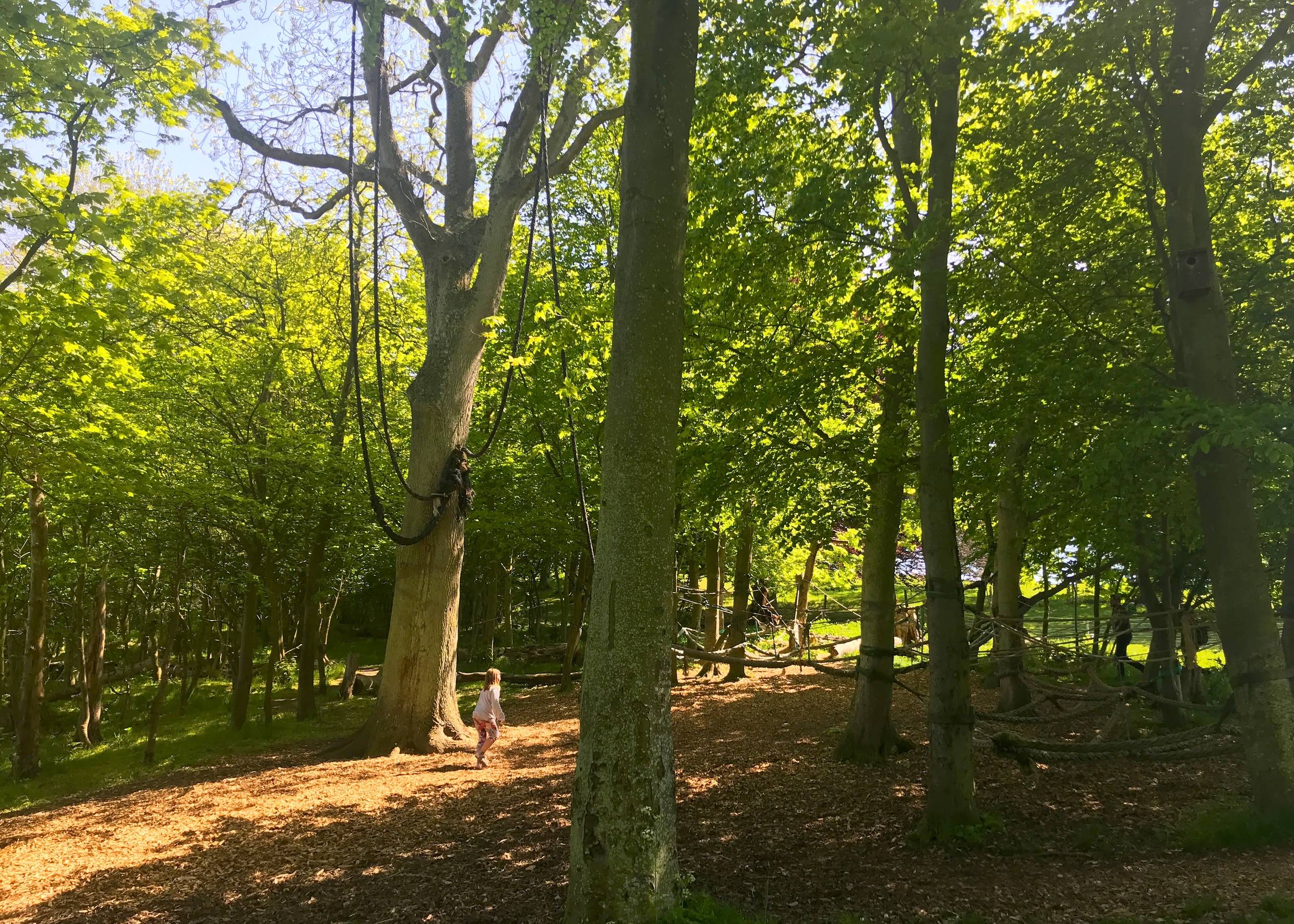 Kletterseile in großen Laubbäumen
