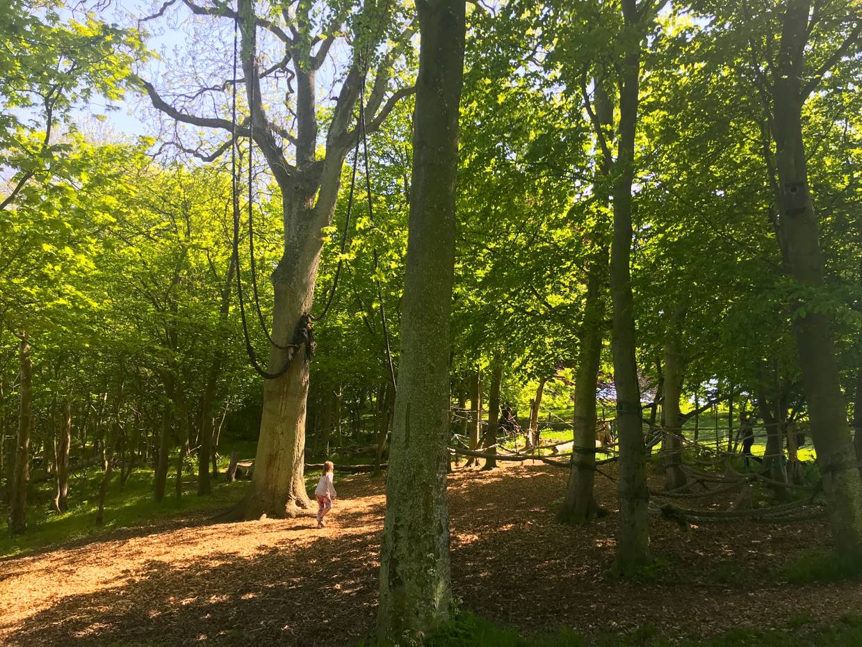 Kletterseile in großen Laubbäumen