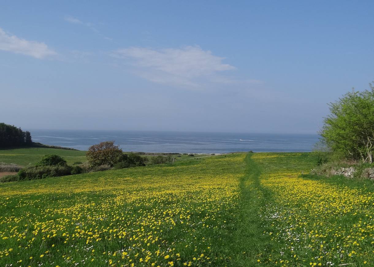 Zum Meer hin abfallende Wiesen mit blühendem Löwenzahn in Westseeland