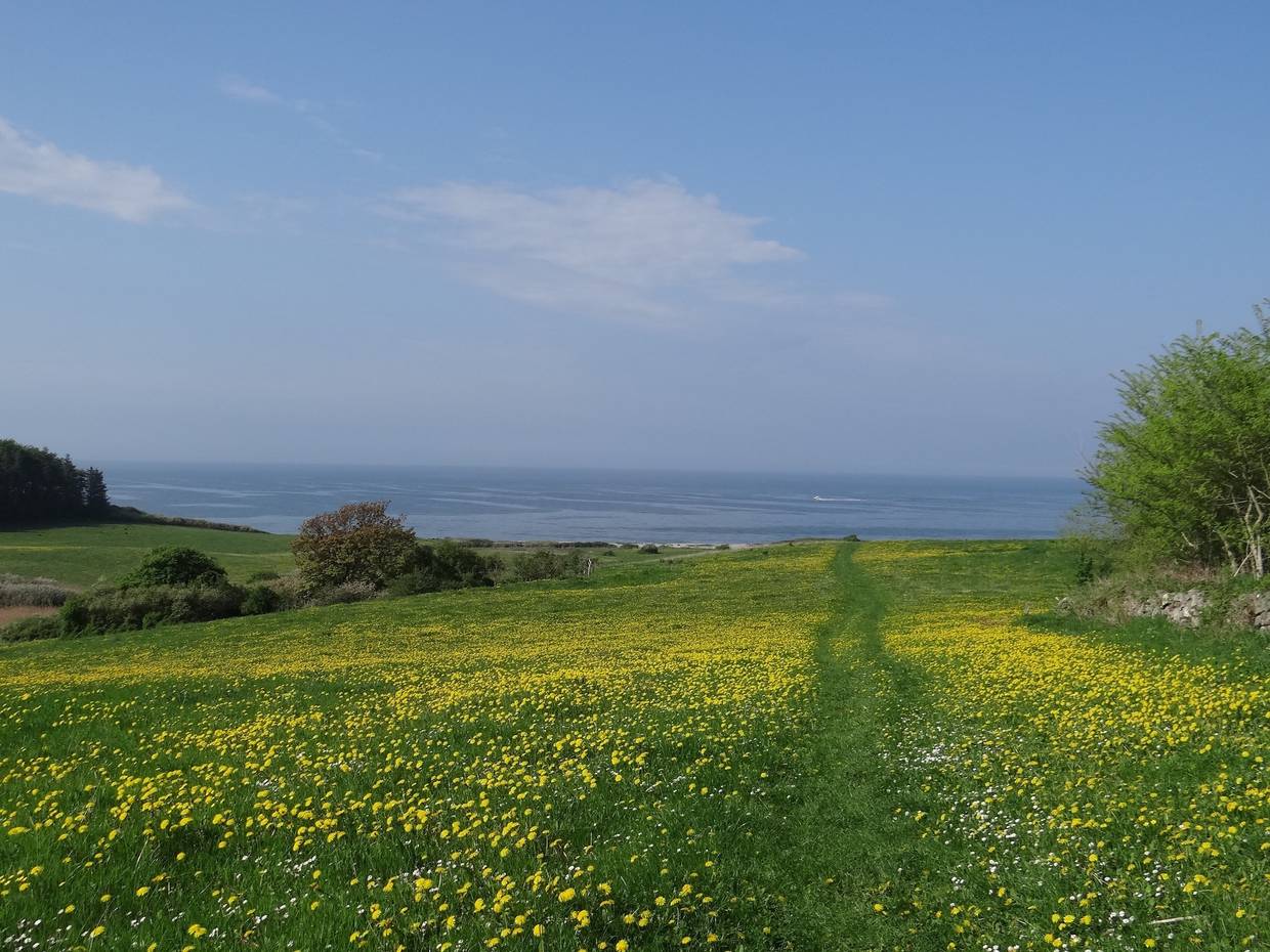 Meerblick von einem grünen Hügel mit blühendem Löwenzahn