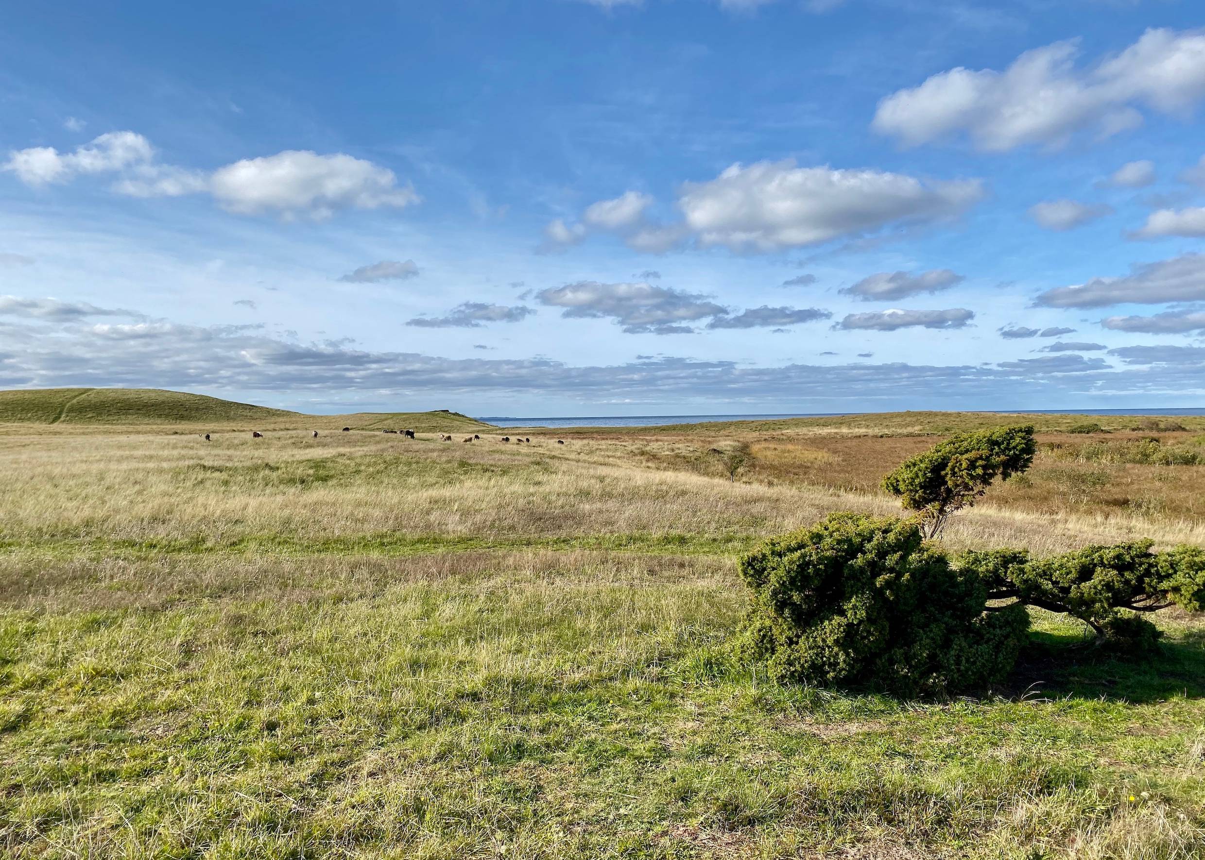Wellige Landschaft mit Gras, in der Ferne einige Schafe, dahinter das Meer