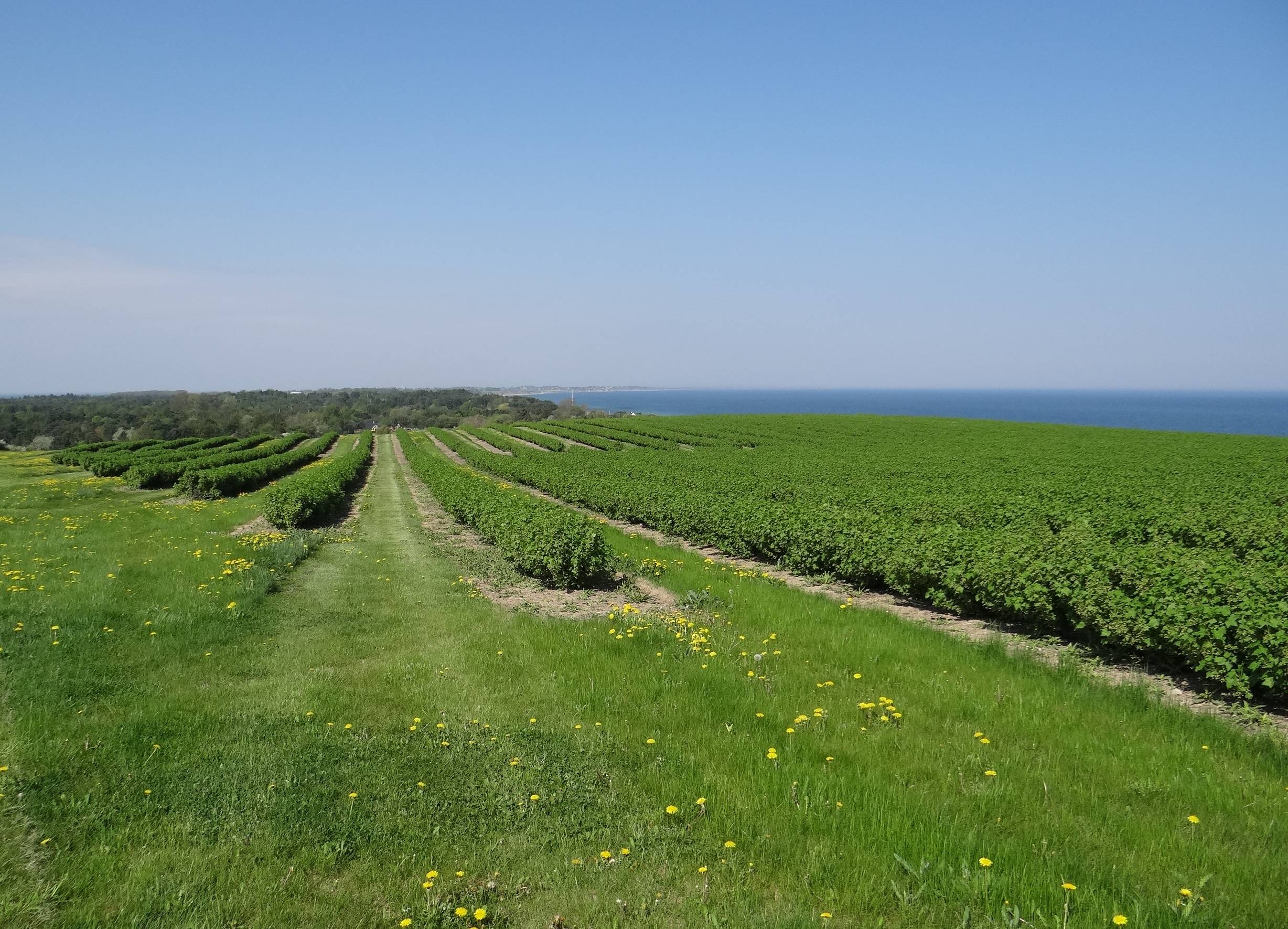 Blick über sanft hügelige Felder mit maigrünen Büschen, im Hintergrund das Meer