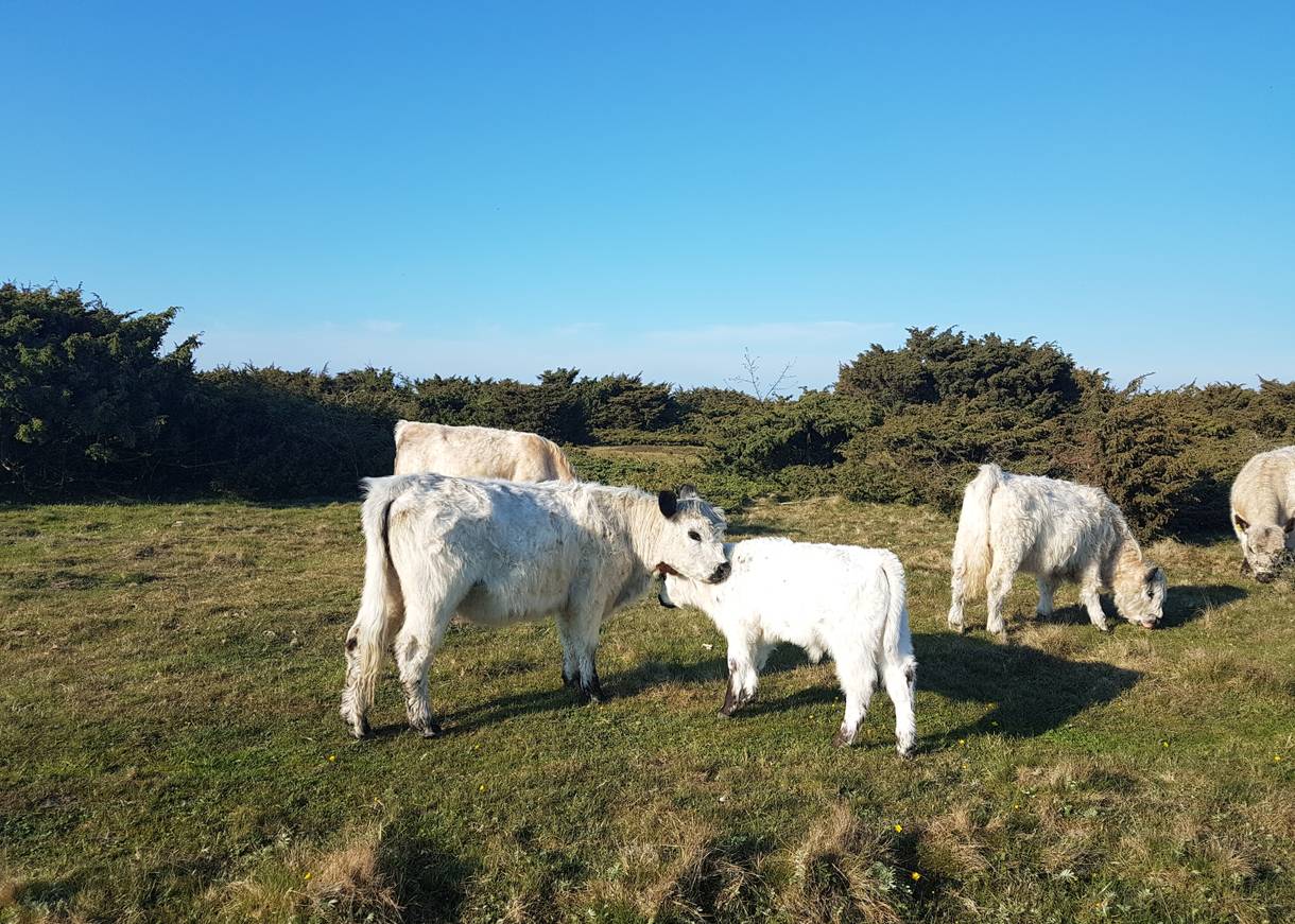 Weiße Rinder mit Kälbern auf einer Wiese