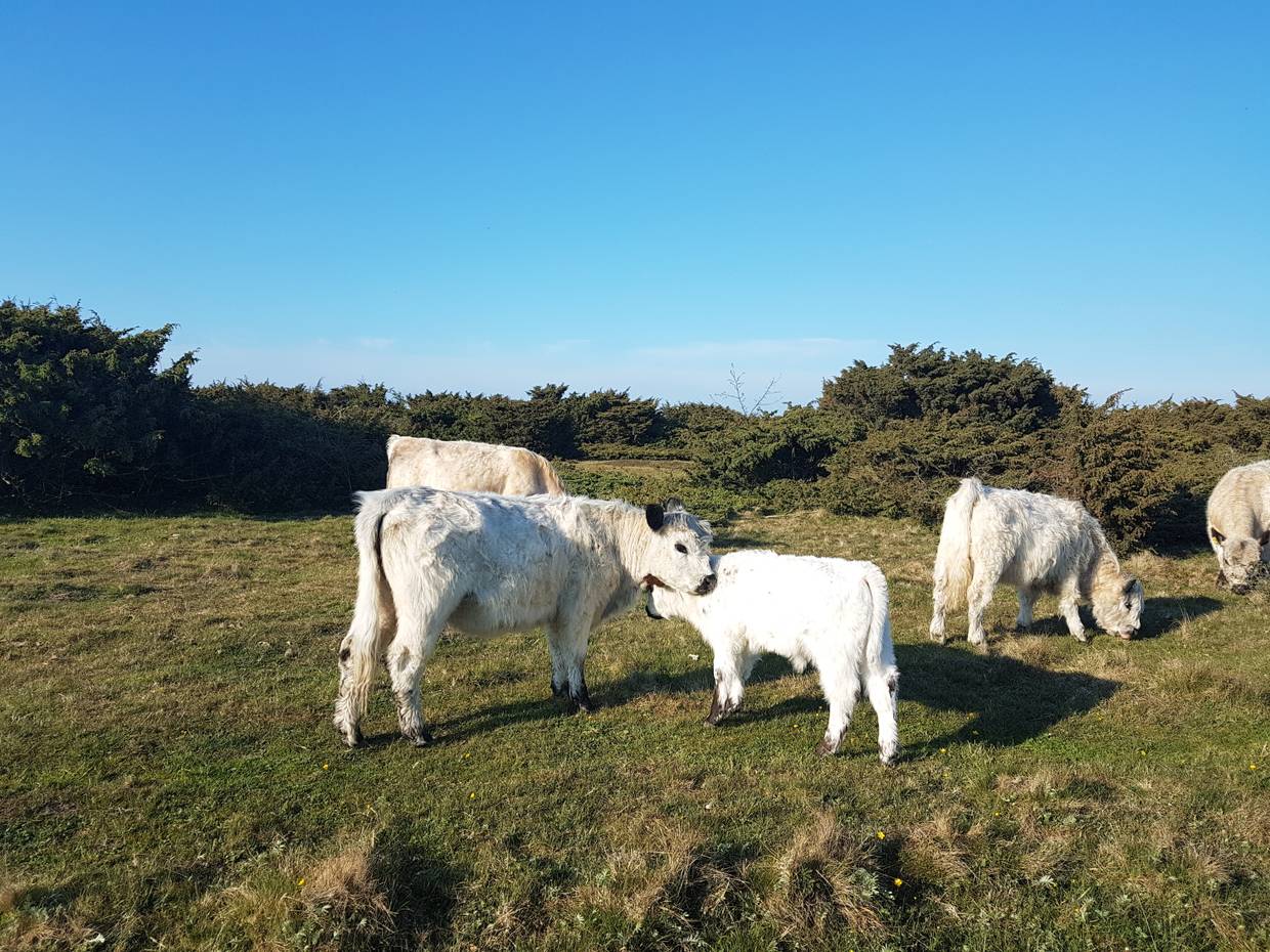 Weiße Rinder mit Kälbern auf einer Wiese